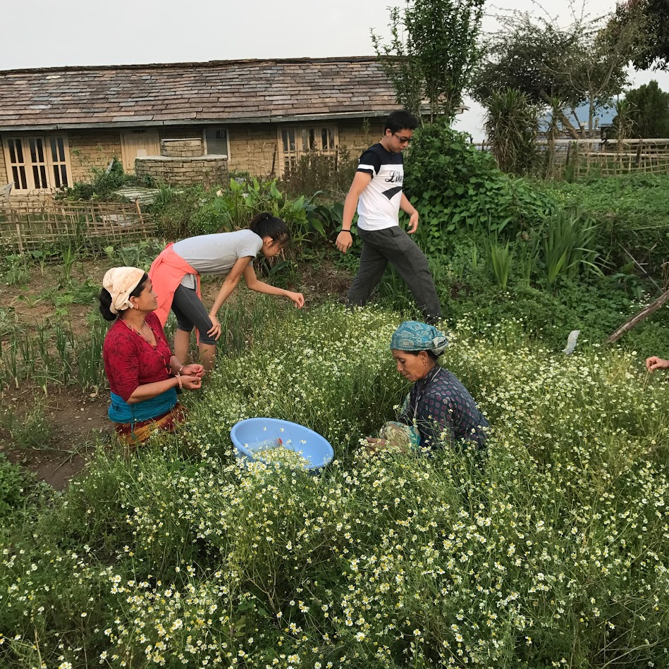 Harvesting with locals at the Eco-Village