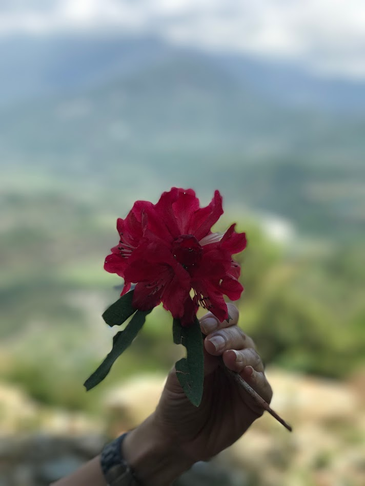 Holding a rhododendron bloom