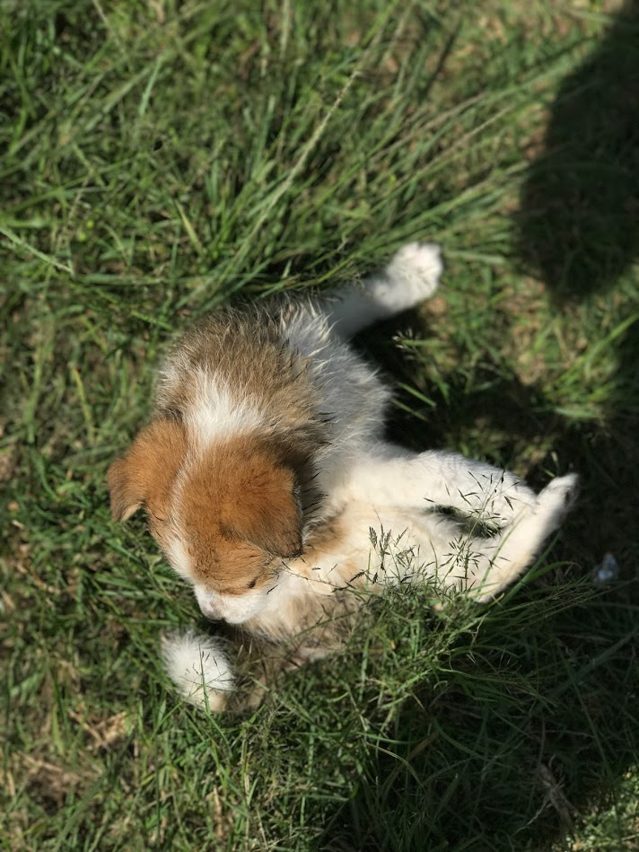 A puppy we met along the way